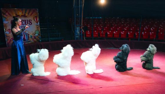 Цирк-шапито «Империя мастеров»