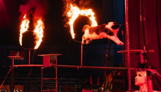 Цирк-шапито «Империя мастеров»