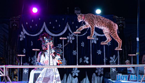 Цирк на льду «Grand Safari»