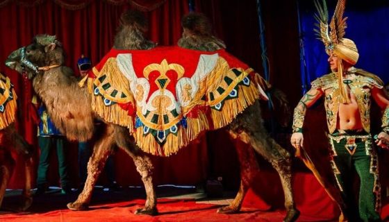 Цирк-шапито «Феникс». Шоу «Восточная сказка»